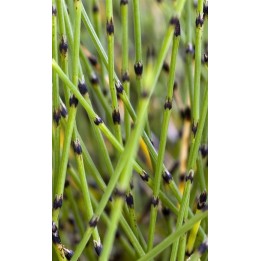 Prêle - Equisetum scirpoides