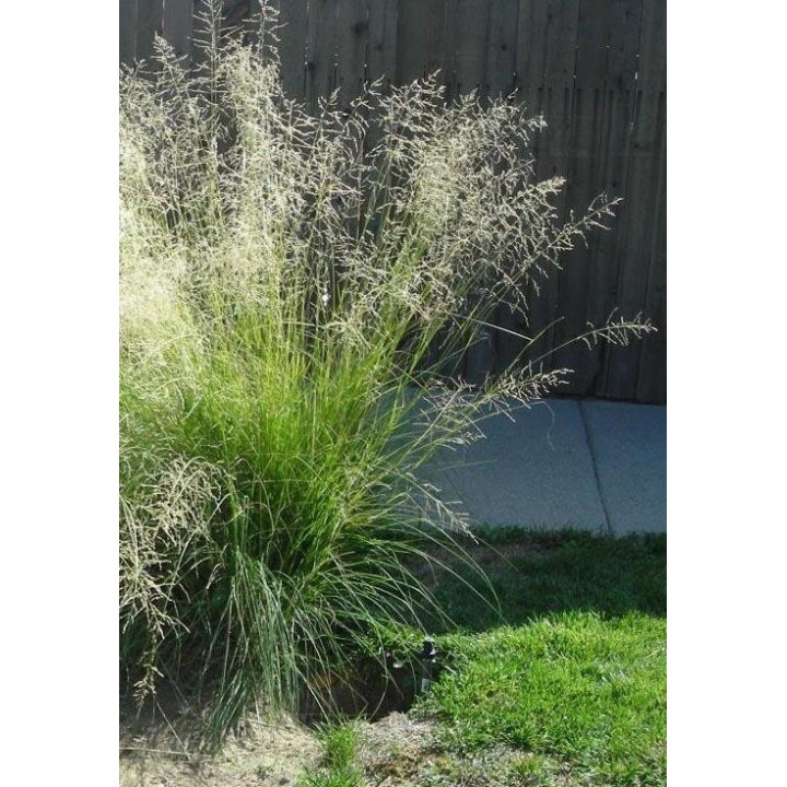 Eragrostis curvula