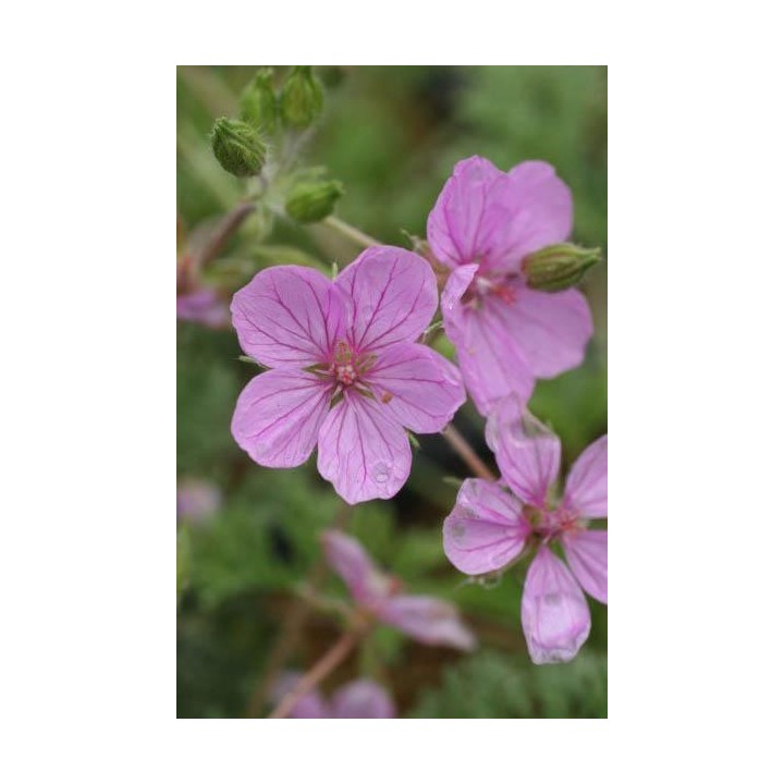 Erodium 'County Park'