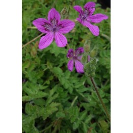 Erodium manescavii