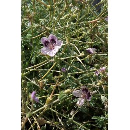 Erodium x kolbianum 'Natasha'