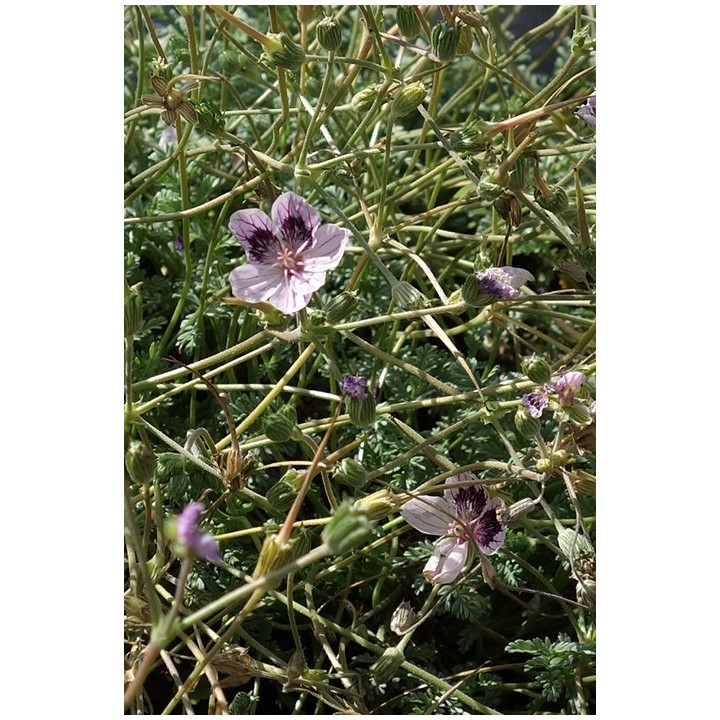 Erodium x kolbianum 'Natasha'