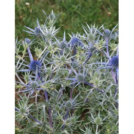 Eryngium amethystinum
