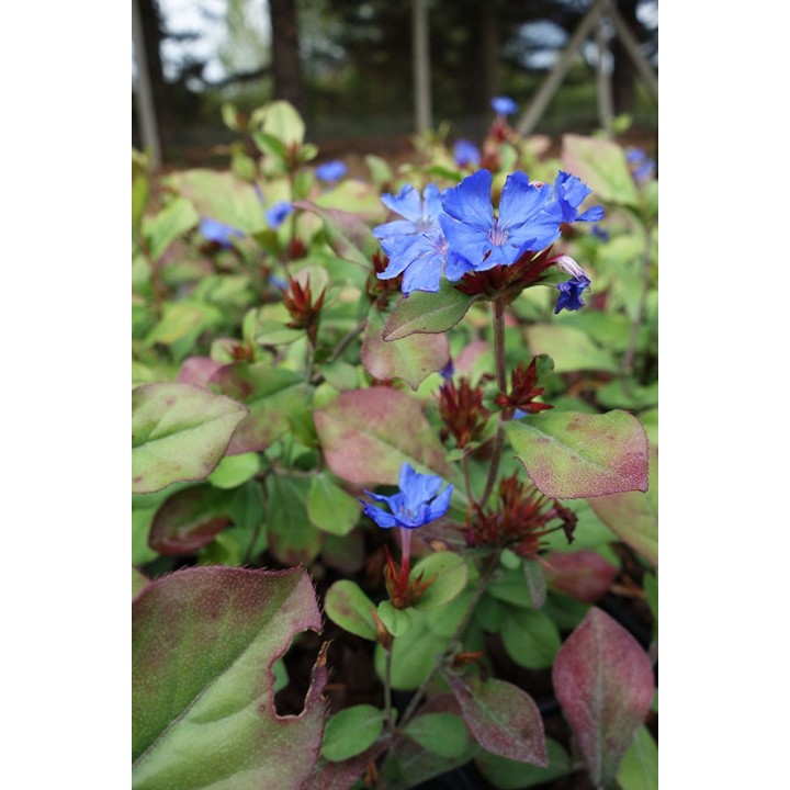 Ceratostigma plumbaginoides