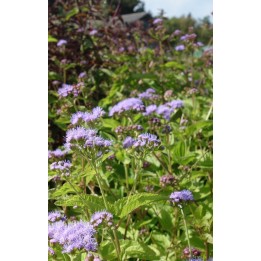 Eupatoire - Eupatorium coelestinum