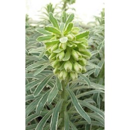 Euphorbe panachée - Euphorbia characias 'Glacier Blue'