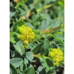 Euphorbe épineuse - Euphorbia spinosa