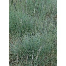 Fétuque - Festuca glacialis 'Czakor'
