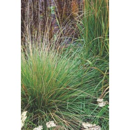 Fétuque - Festuca mairei