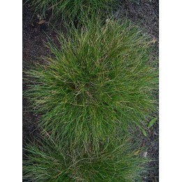 Fétuque - Festuca vivipara
