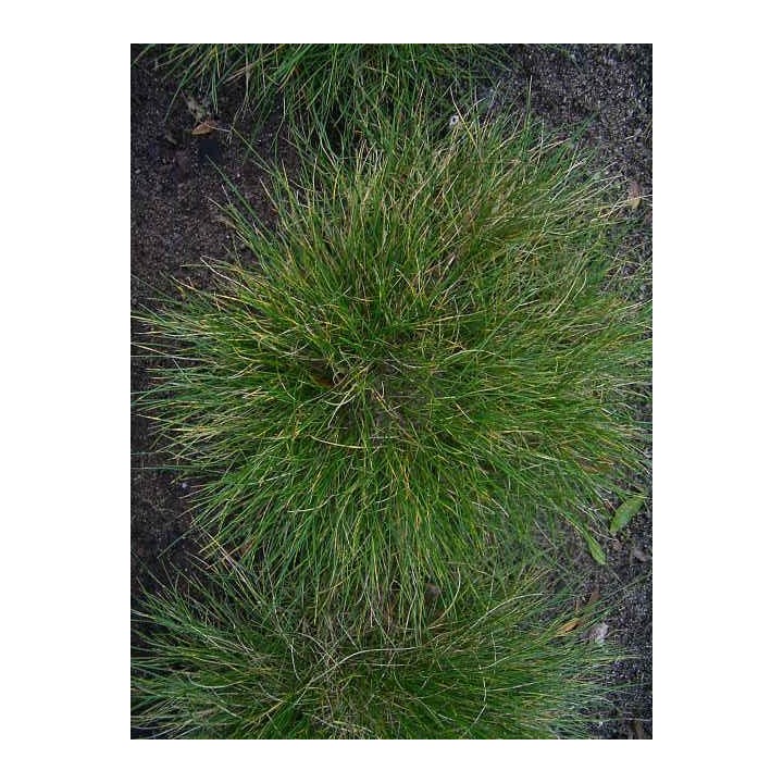 Fétuque - Festuca vivipara