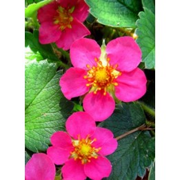 Fraisier - Fragaria 'Red Ruby'