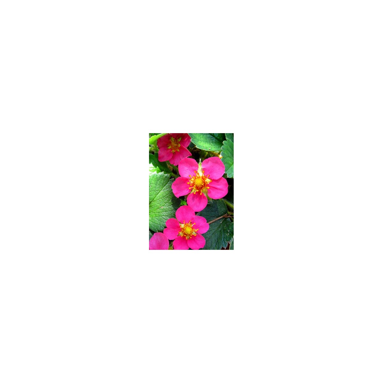 Fraisier - Fragaria 'Red Ruby'