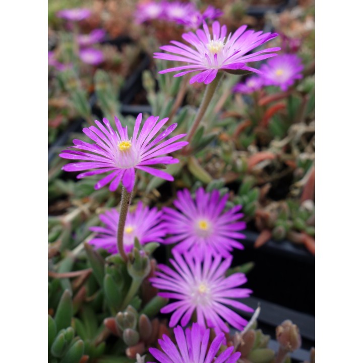 Ficoïde  - Delosperma aberdeenense