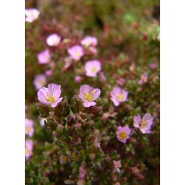 Frankenia thymifolia