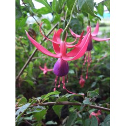 Fuchsia 'Blue Bush'