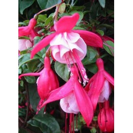 Fuchsia rustique - Fuchsia 'Connie'