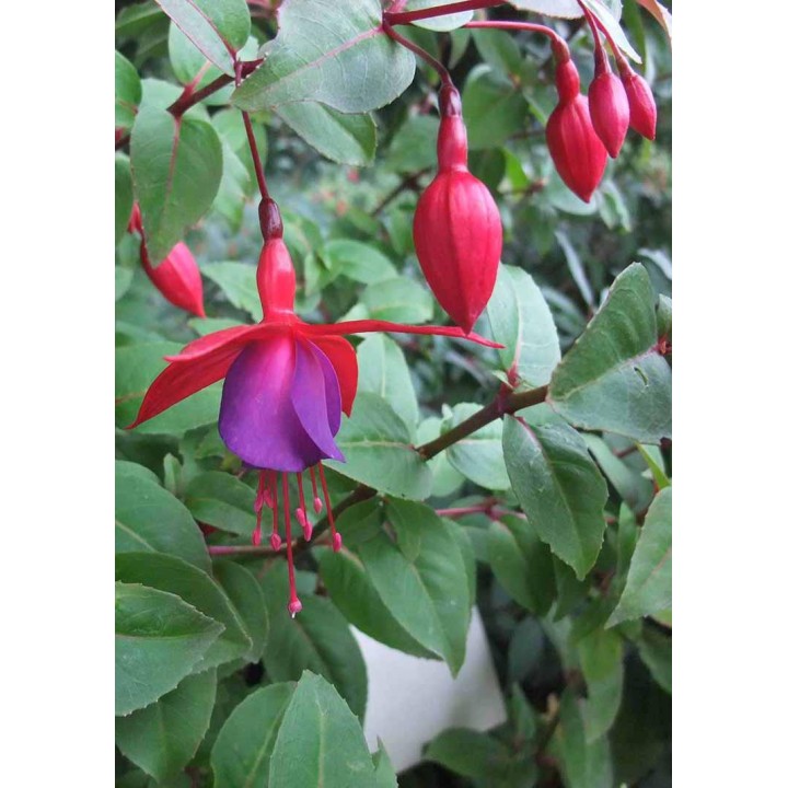Fuchsia 'Mercurius'