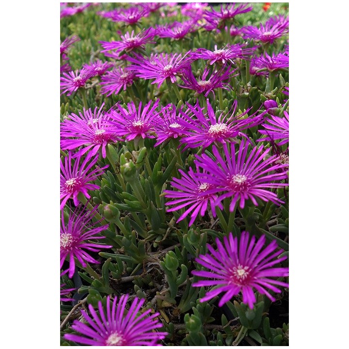 Ficoïde  - Delosperma cooperi