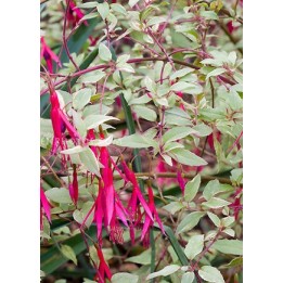 Fuchsia magellanica var.gracilis 'Versicolor'