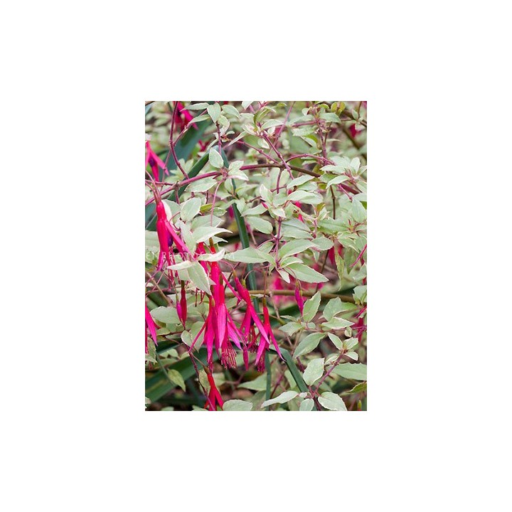 Fuchsia magellanica var.gracilis 'Versicolor'