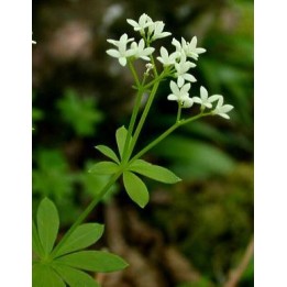 Aspérule odorante - Thé Suisse - Galium odoratum