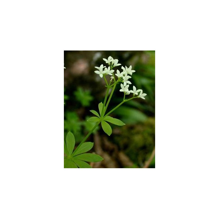 Aspérule odorante - Thé Suisse - Galium odoratum