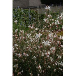Gaura lindheimeri, floraison blanche tout l'été sans arrosage