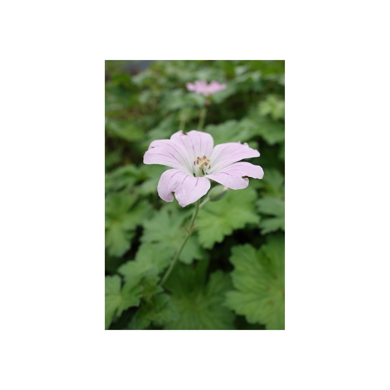 Geranium blanc - Geranium 'Dreamland'- Description et vente en ligne -