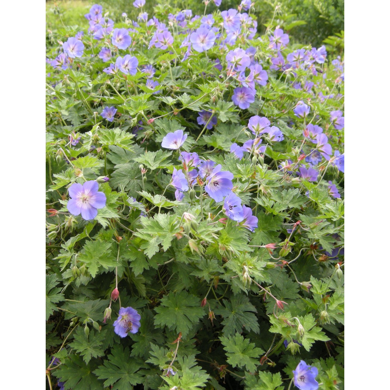 Bec de Grue - Geranium 'Johnson's Blue'