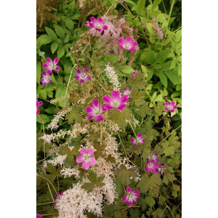 Bec de Grue - Geranium 'Orkney Cherry'