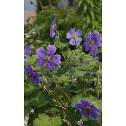 Bec de Grue - Geranium 'Terre Franche'