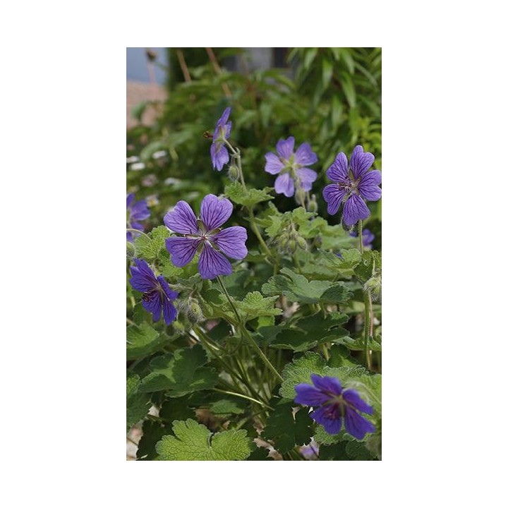 Bec de Grue - Geranium 'Terre Franche'