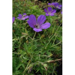 Bec de Grue - Geranium clarkei 'Kashmir Purple'