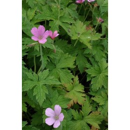 Bec de Grue - Geranium endressii