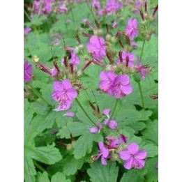 Bec de Grue - Geranium macrorrhizum