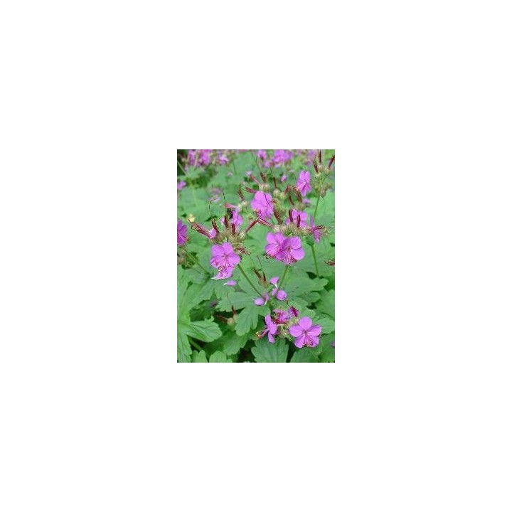 Bec de Grue - Geranium macrorrhizum