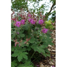Bec de Grue - Geranium macrorrhizum 'Czakor'