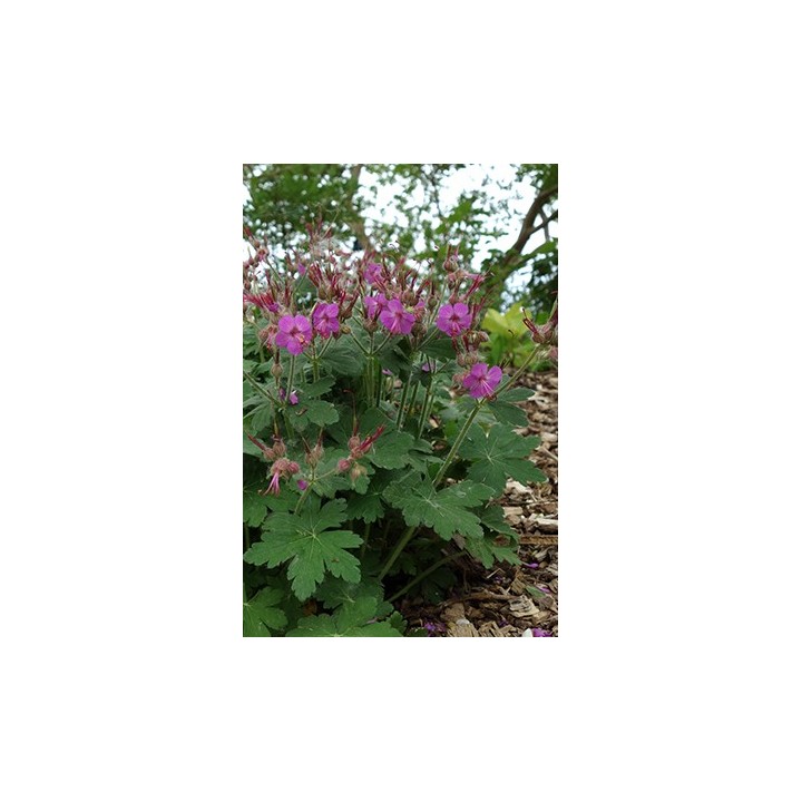 Bec de Grue - Geranium macrorrhizum 'Czakor'