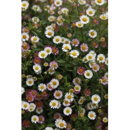 Erigeron karvinskianus