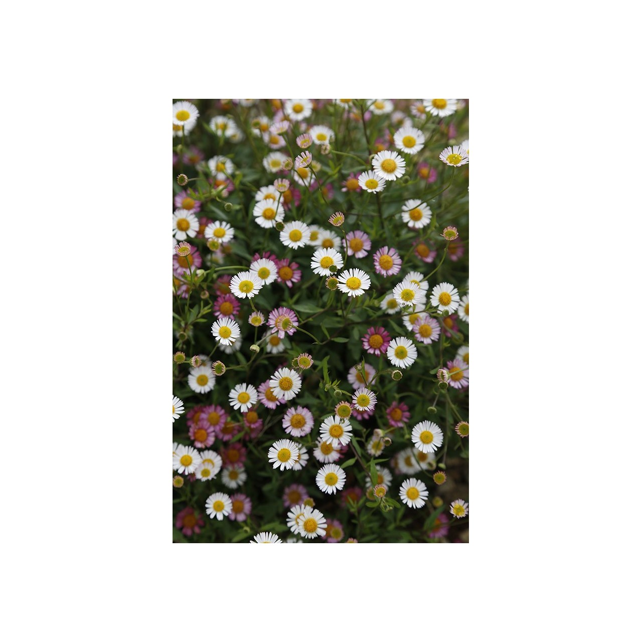 Erigeron karvinskianus