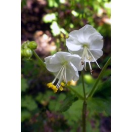 Bec de Grue - Geranium macrorrhizum 'Snow Sprite'