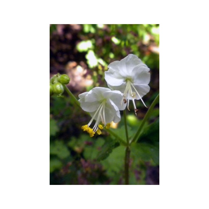 Bec de Grue - Geranium macrorrhizum 'Snow Sprite'