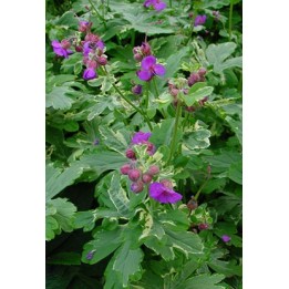 Bec de Grue - Geranium macrorrhizum 'Variegata'
