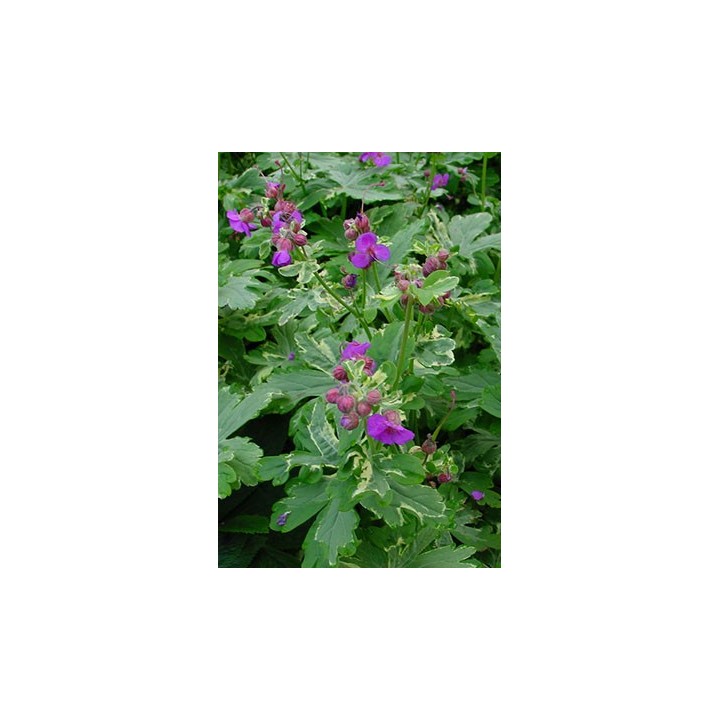 Bec de Grue - Geranium macrorrhizum 'Variegata'