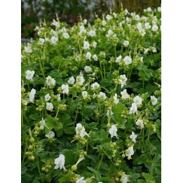 Geranium vivace  Geranium macrorrhizum 'White Ness'- Description achat