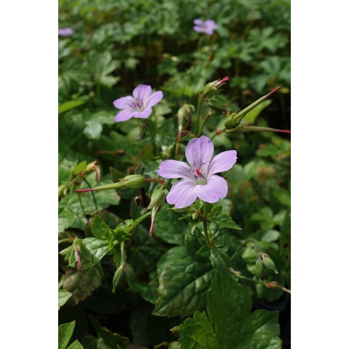 Geranium sauvage - Geranium nodosum