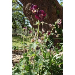 Bec de Grue - Geranium phaeum 'Samobor'