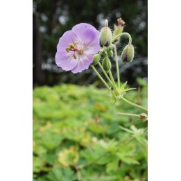Bec de Grue - Geranium phaeum 'Walküre'