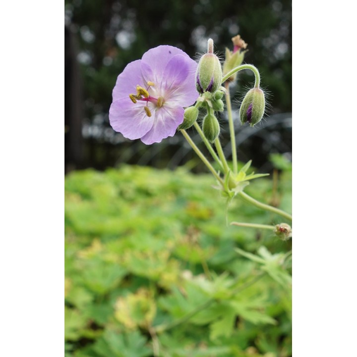 Bec de Grue - Geranium phaeum 'Walküre'